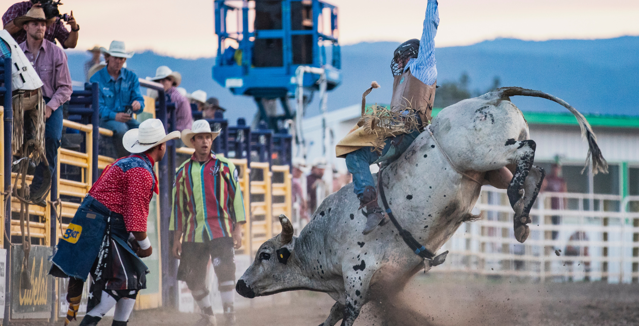 Bull Rider On A Bucking Spotted Bull As Rodeo Clowns Watch During The Rodeo At The Western Montana Fair