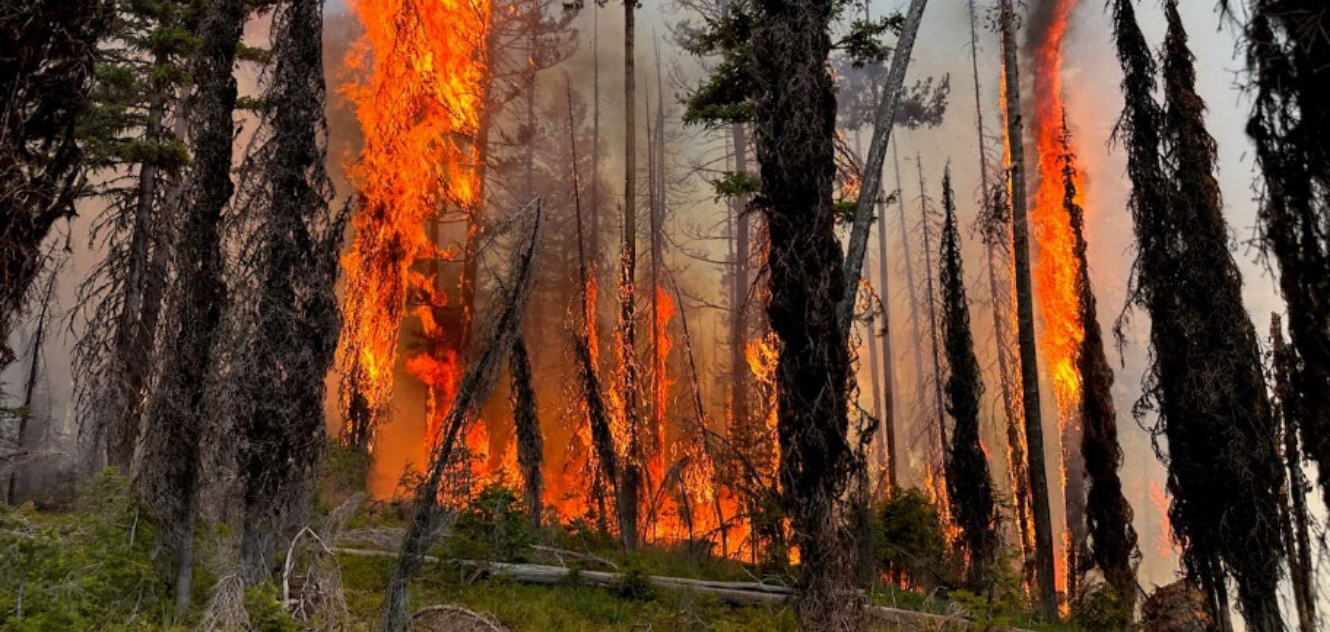 Detail of trees burning during the Colt Fire