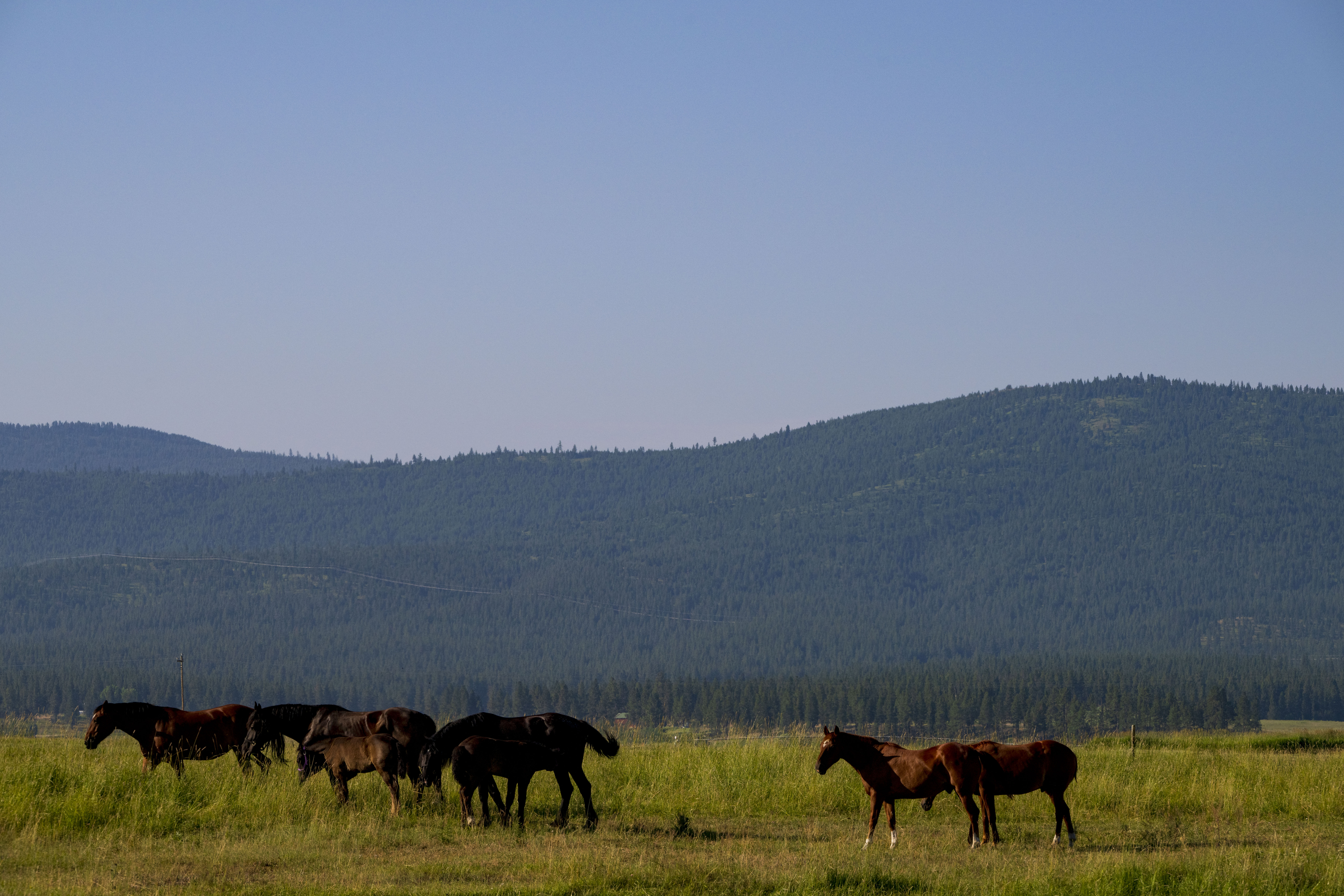 Horses in a field  in the Blackfoot valley
