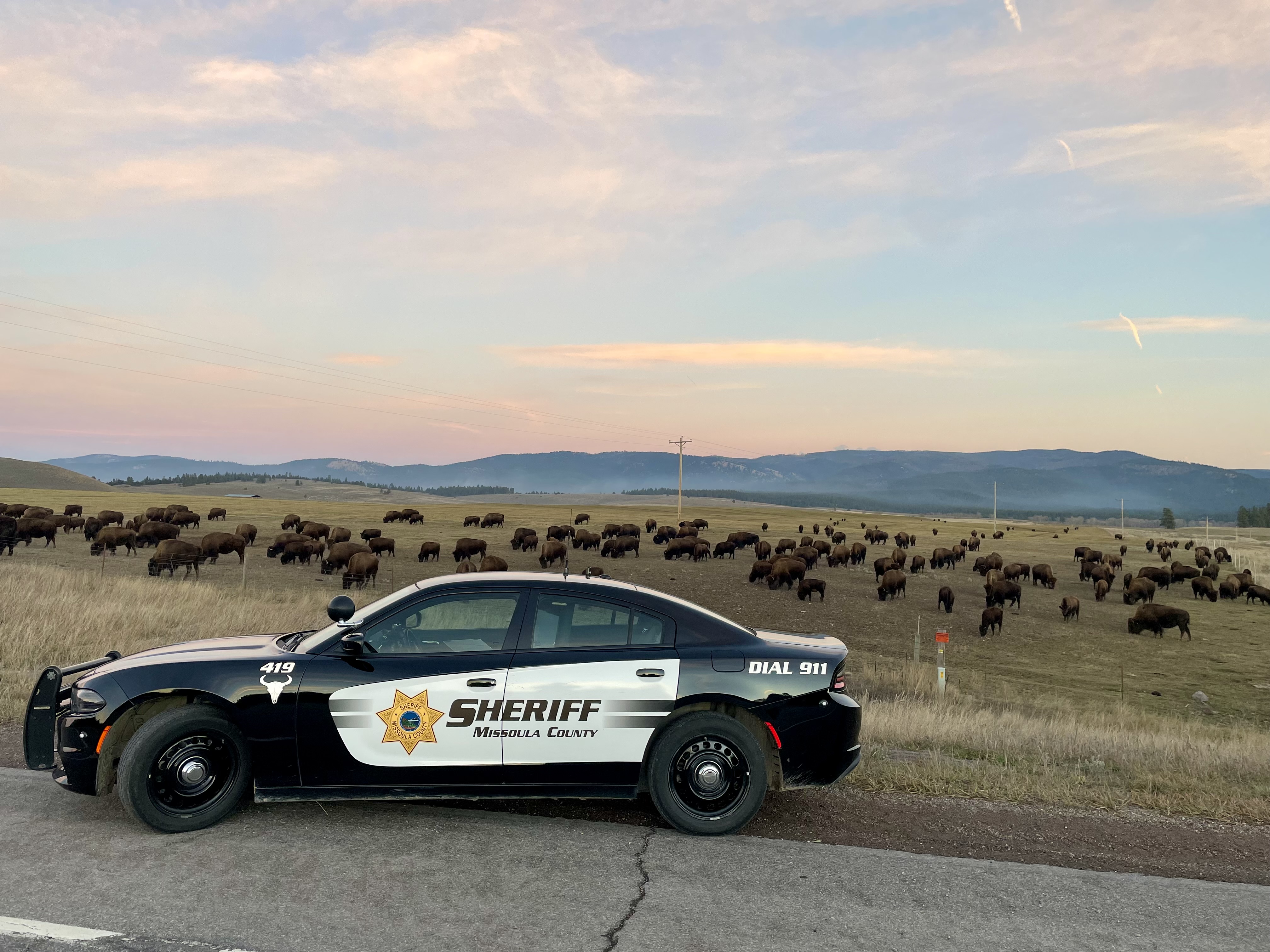 Sheriff's Office patrol car with buffalo